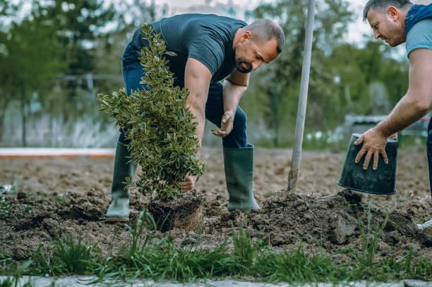 Best Professional Tree Care  in Fife, WA